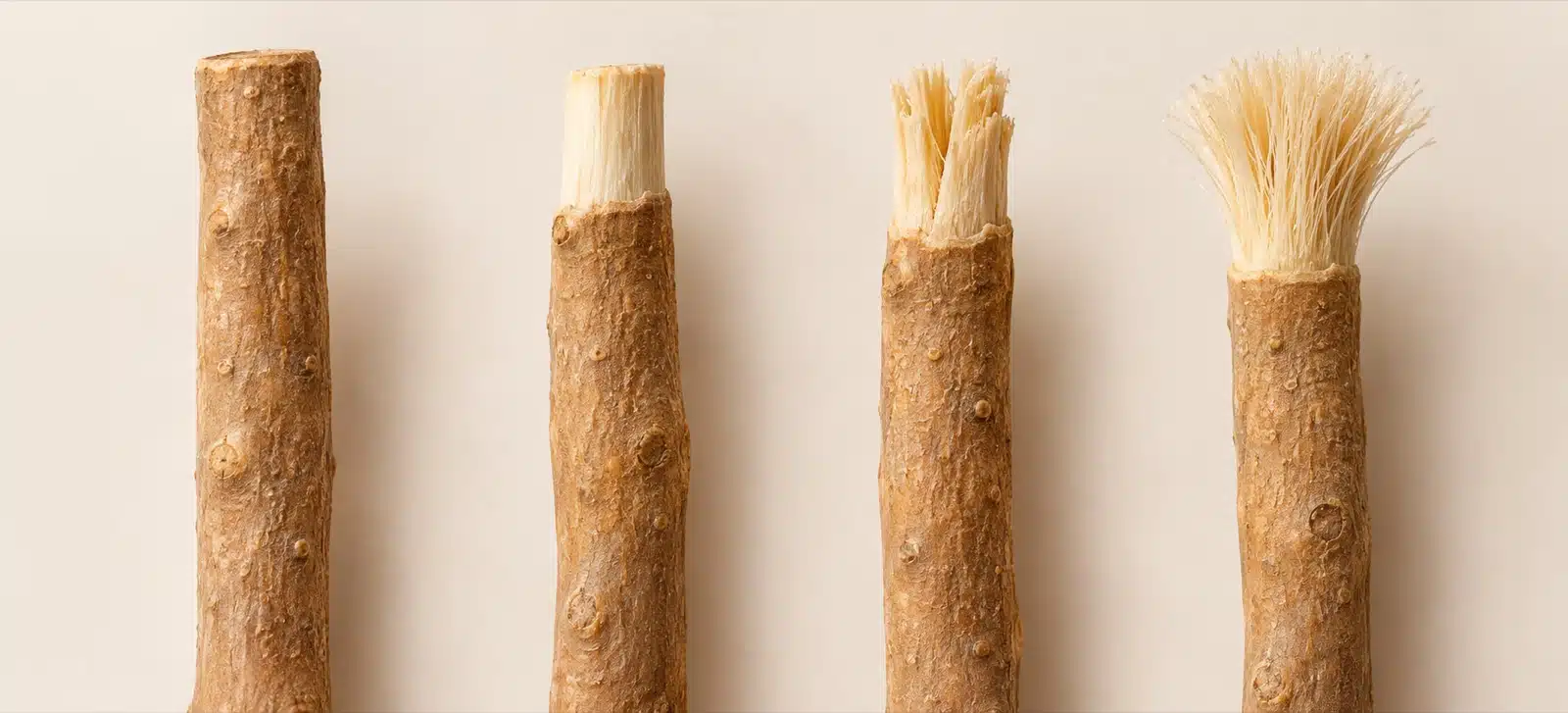 De vier stappen bij het voorbereiden van een siwak: het hele stokje, de schors verwijderd, het uiteinde gekauwd en de vezels opengeborsteld